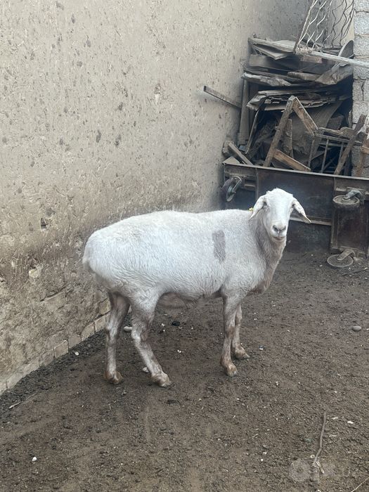 Qoy sotiladi solu bugoz