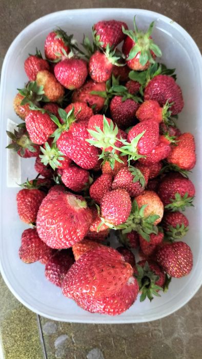 Саженцы ремонтантной клубники