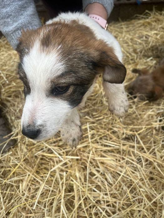 Donez cățeluși metiș de 4 luni