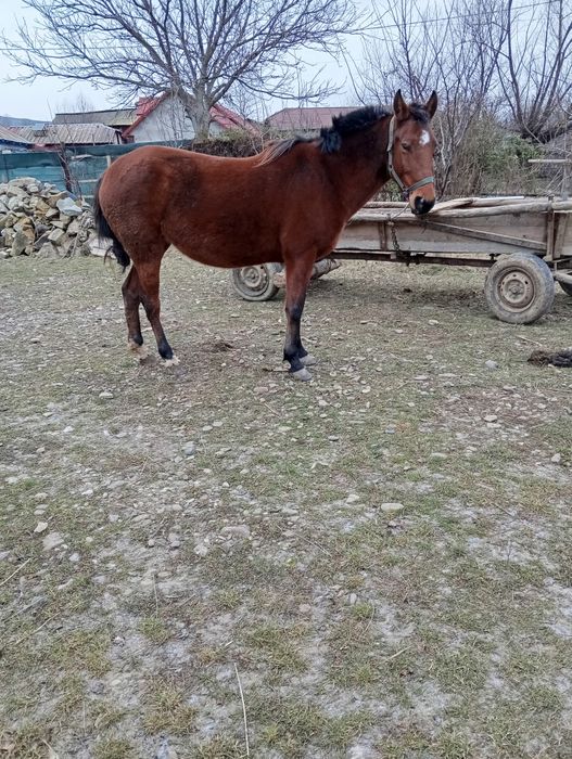 Vând mânză și păsări de curte