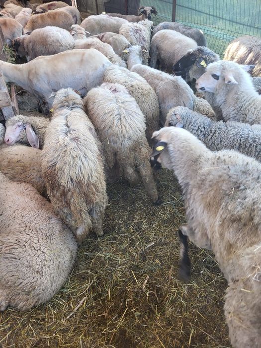 Vând oi tinere cu miei