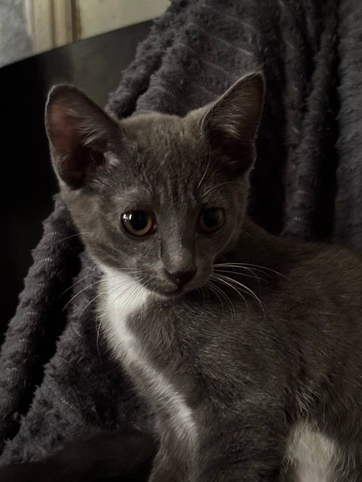 Отдам котят в добрые руки