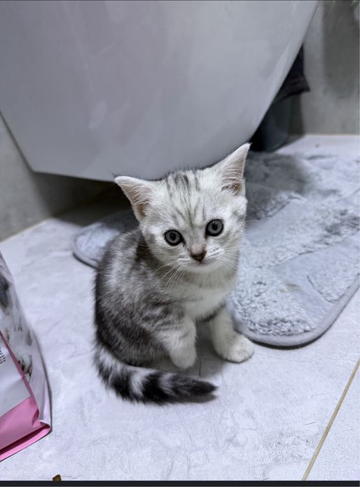 Котенок шотландский