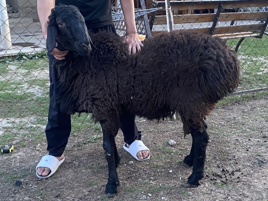 Пародистый қошқар ұрықтыққа