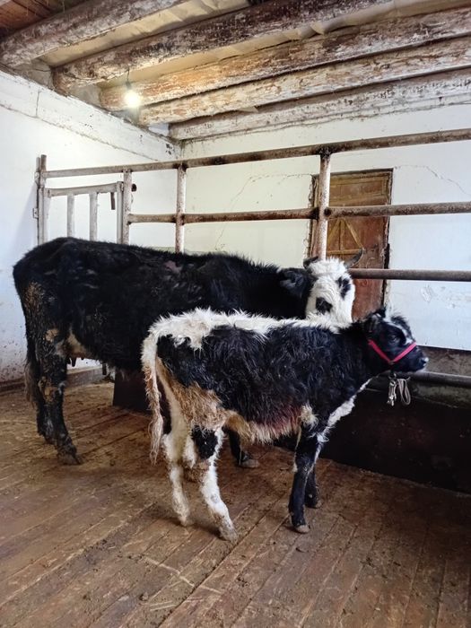 Қара Шимай ЕРКЕК  бұзаулы Қашар