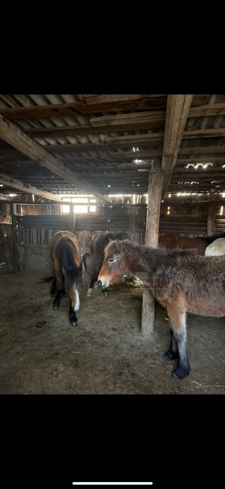 Жабағылар сатылады 10 бас