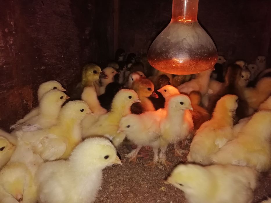Продам цыплят породы брам