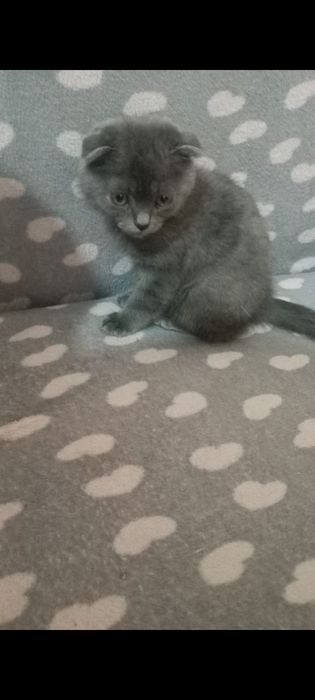 Британски кошка...