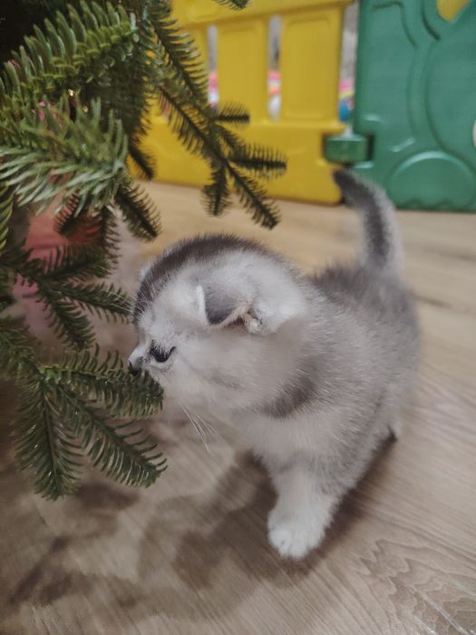 серебристая шиншилла 45 кунлик тоза зот