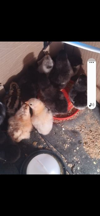 Продам домашних цыплят
