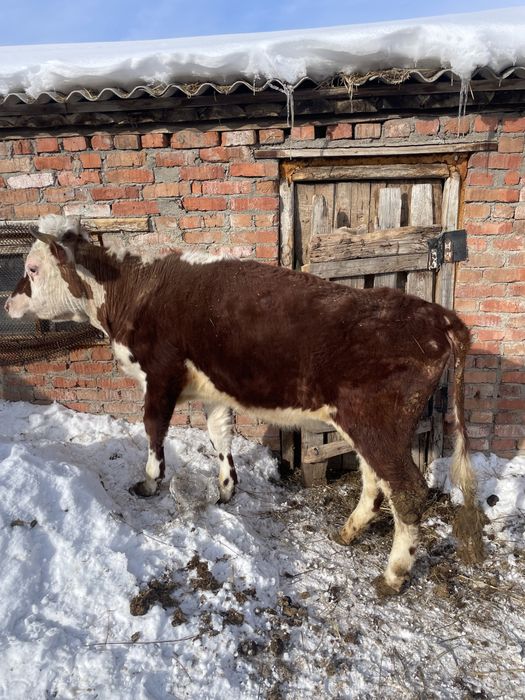 Продам бычков с откорма