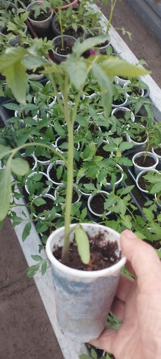 Рассада помидоров, перца, цветов.