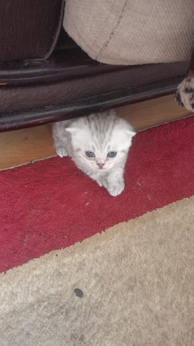 Продам котят скотиш фолд
