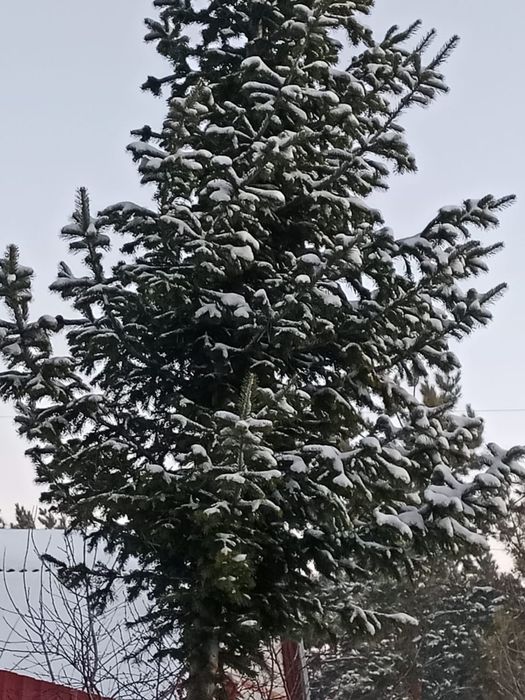 Продам пихту новогоднюю живую