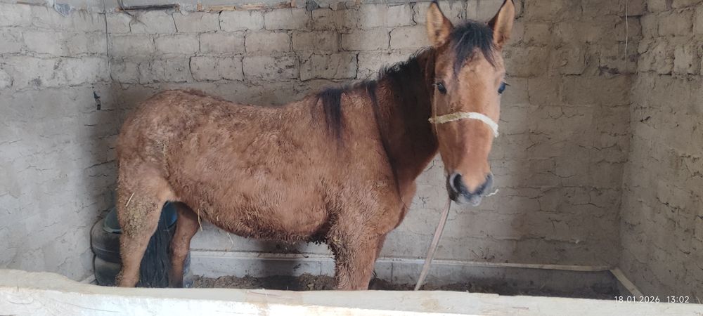 Жылқы байтал 4 ке келеді 1 ші тума