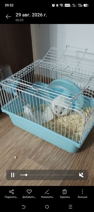 Хомяк с клеткой самка