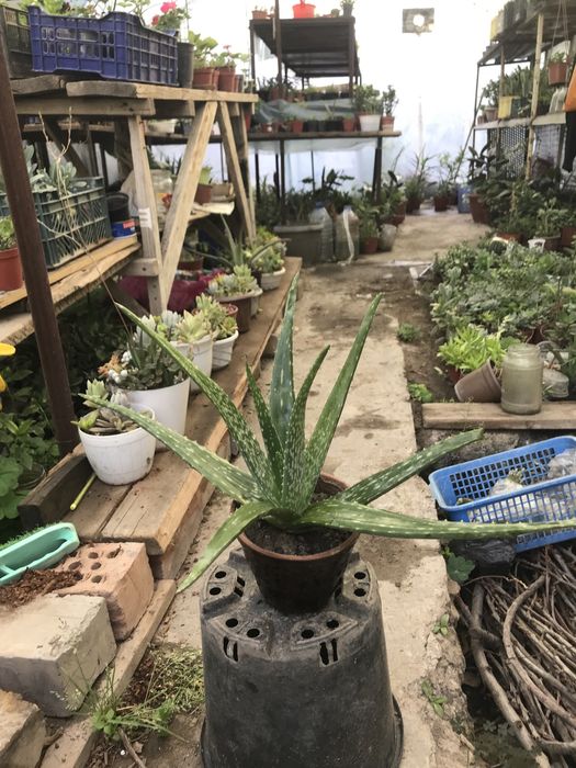 Aloe vera arzon gullar