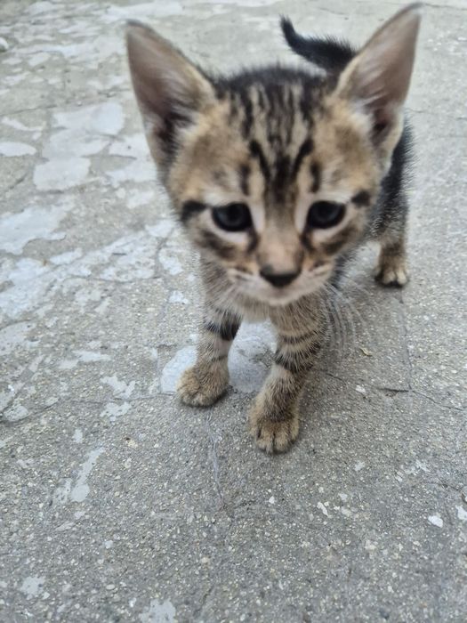 Подарявам малки котета