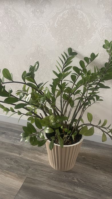 Долларовое дерево