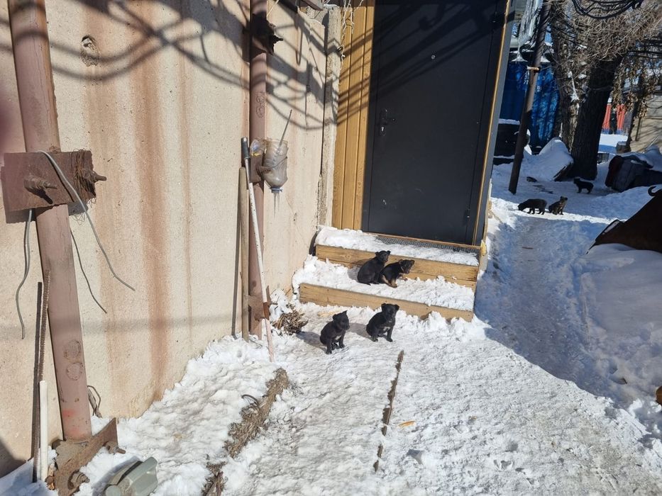 Отдам щенков в добрые руки