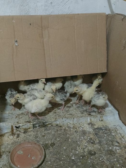 Индук балапандары