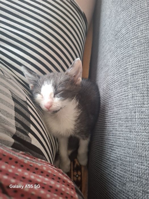 Dau spre adoptie pisica