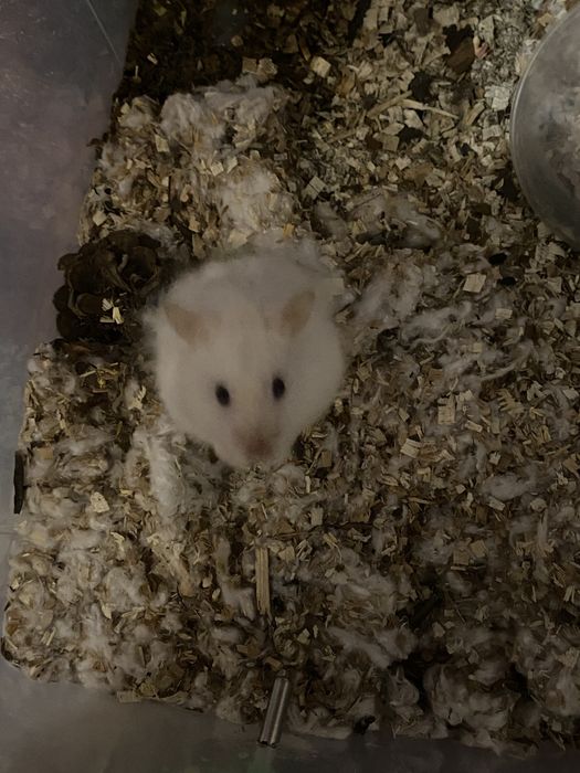 Отдам одного сирийского хомяка