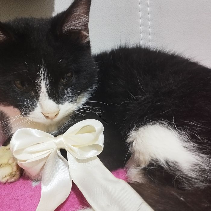 Кошка мальчик,к латку приучен все есть не привеледливый ,одам в хор.ру