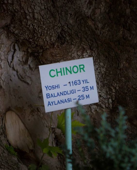 Восток — дело тонкое: обзорная прогулка по городу Самарканд и Бухара