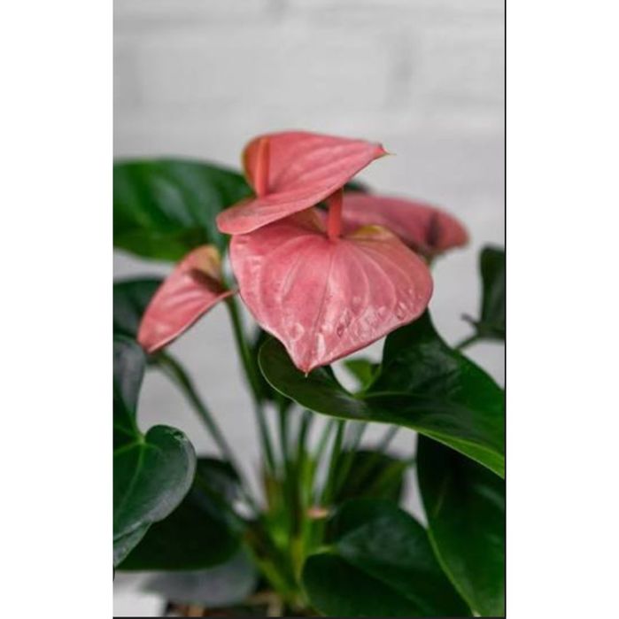 Антуриум розовый крупнолистный