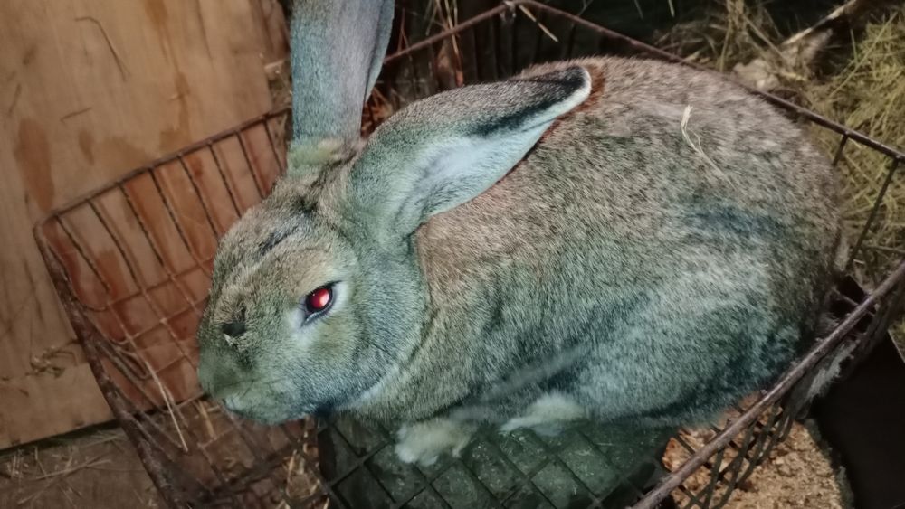 Продам крола ...