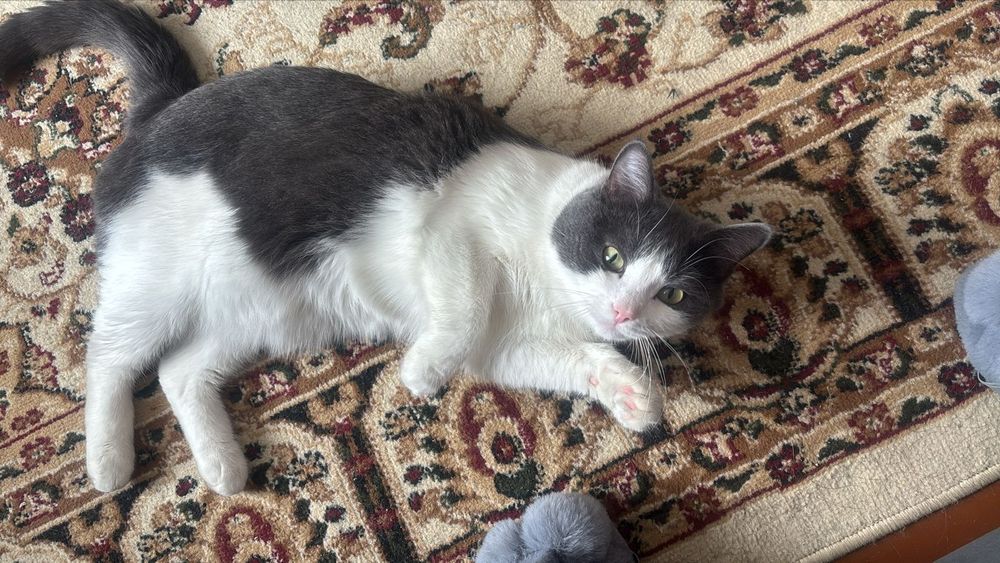 Молодой котик ищет новый дом!