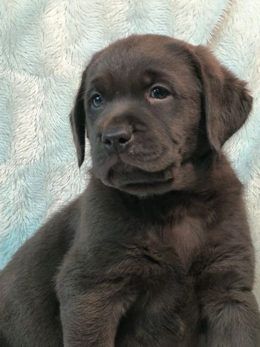 Породные детки лабоадора ретривера