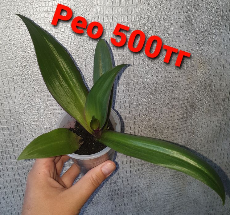 Комнатные растения