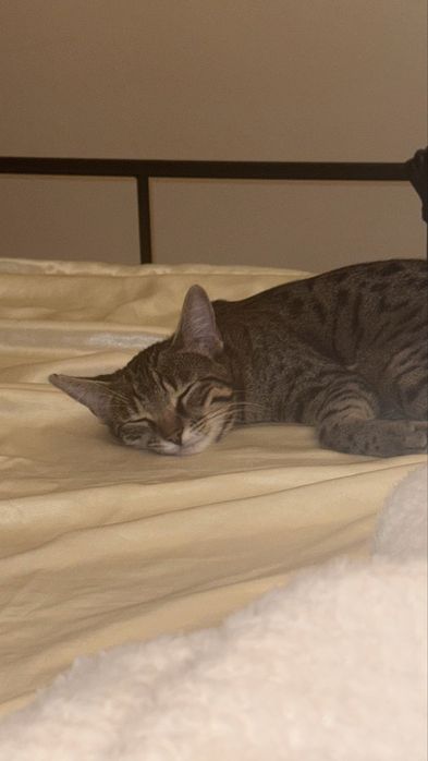 Кошка девочка..