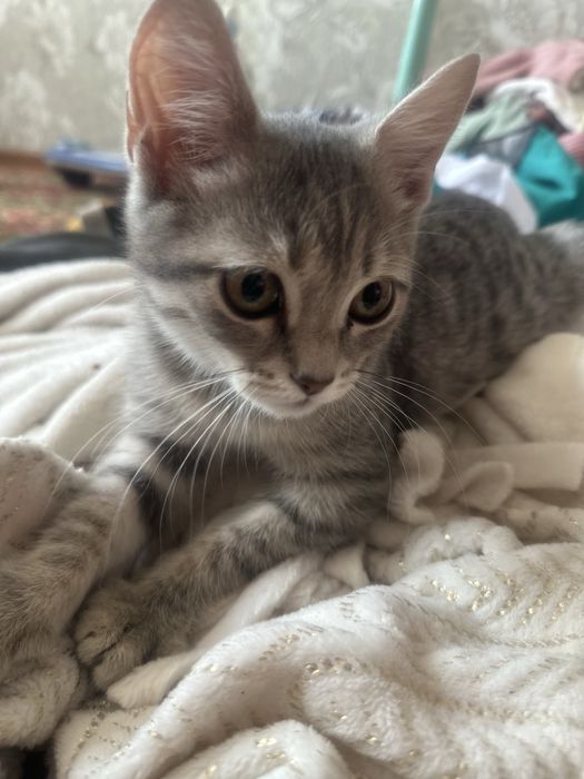 Срочно отдам котят
