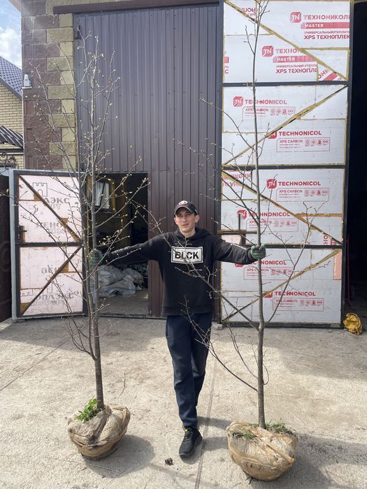 Липа липа липа мелколистаная