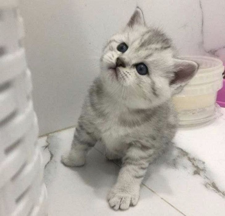 Кот Филип вязка .