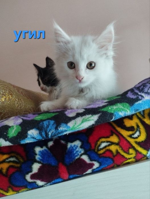 Отдам в хорошие ответственные руки