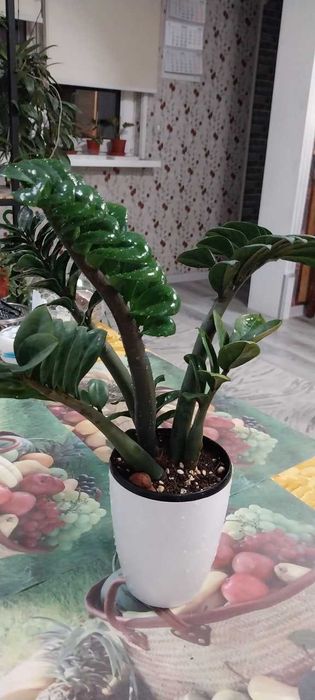 Замиакулькас Зензи ( адаптирован)