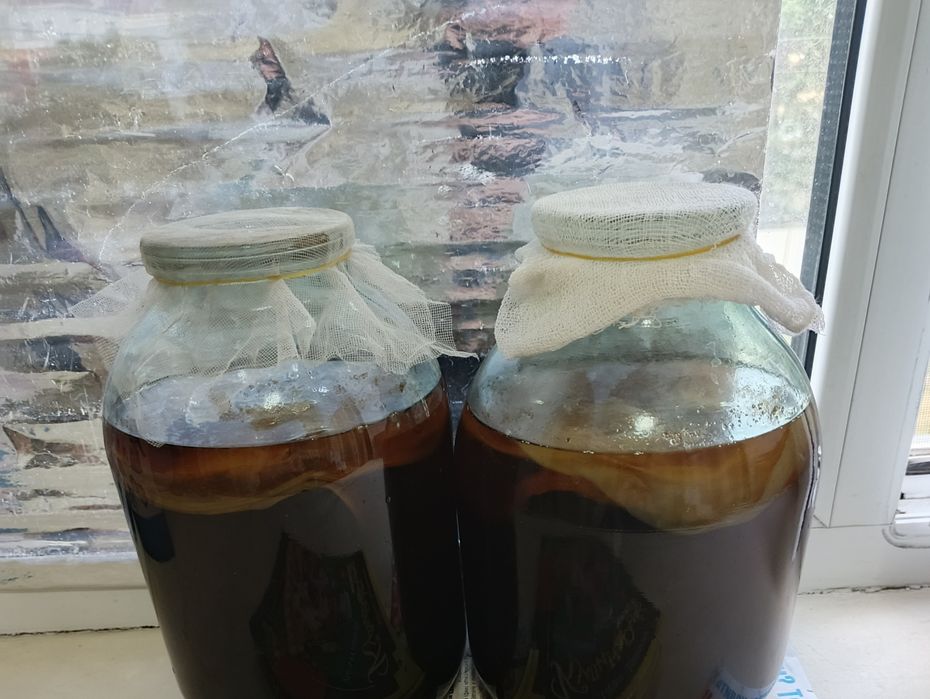 Продам чайный гриб