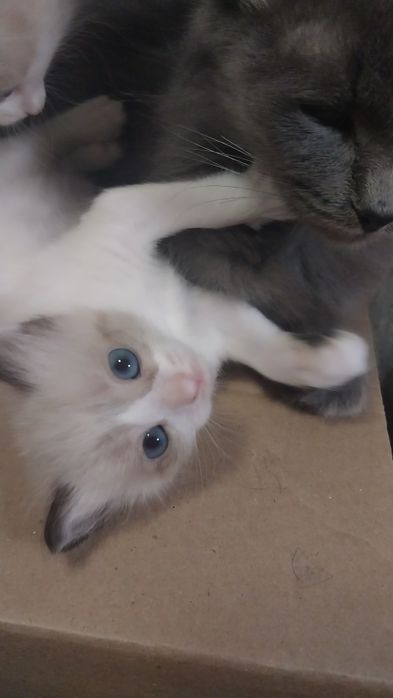 Отдам котят в добрые руки. Девочки все