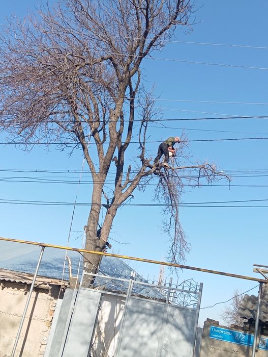 Спилим дерево любой сложности быстро качественно и недорого