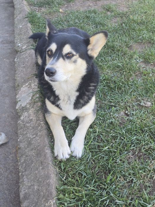 Кученца Рико и Рея