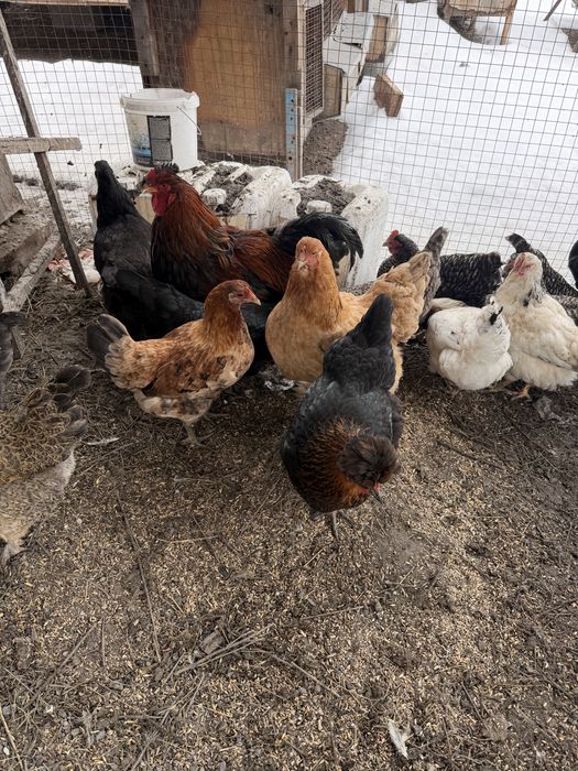 Продам курей петухов