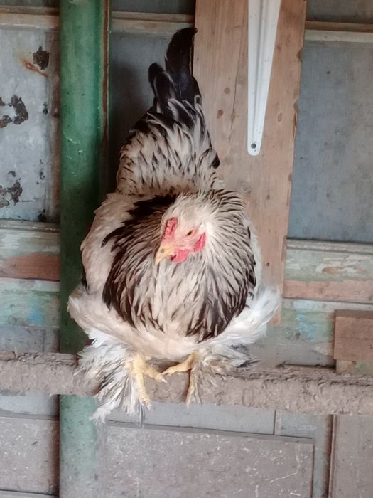 Vând 4 cocoșei moțați încălțați