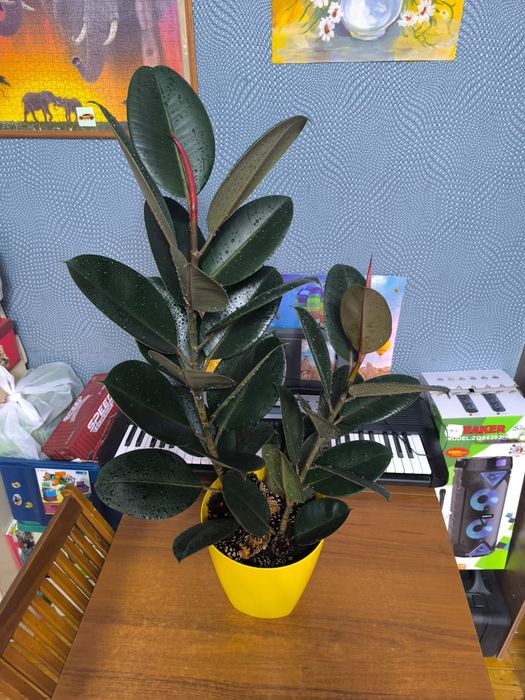 Фикус каучуканосный