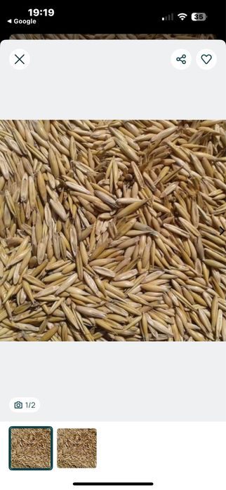 Ovaz .fl soarelui .grau  . Porumb