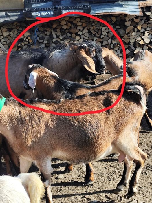 Vând țapi rasa anglo nubian