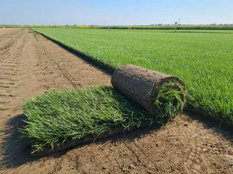 Gazon Rulou de Pepinieră – Transport, Instalare și Calitate Garantată